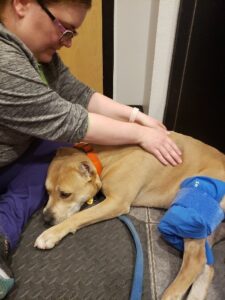 pet physical rehabilitation