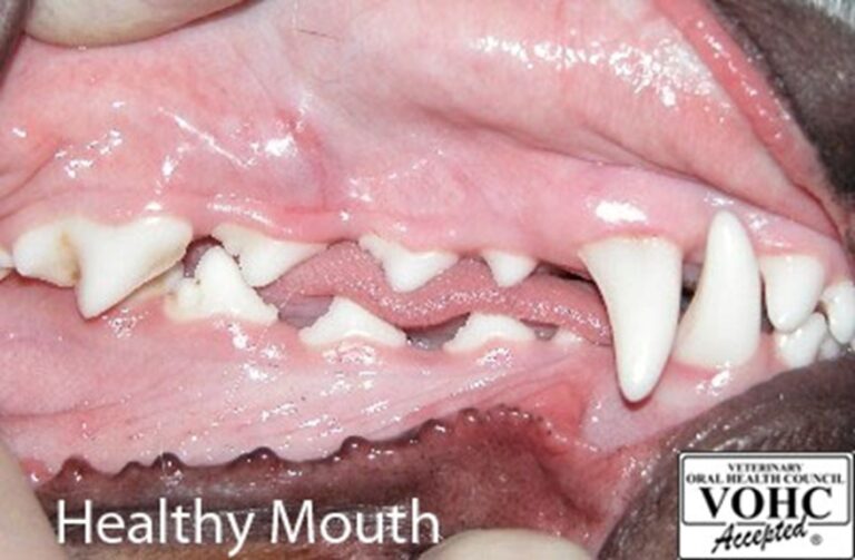 Oral Health for Your Pet Tender Care Veterinary Center