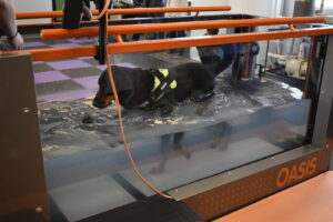 dog in underwater treadmill, pet physical rehabilitation