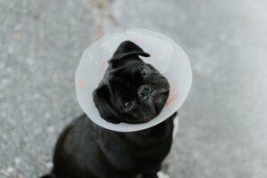 dog after surgery